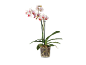 Orhideja Phalaenopsis z belimi in rožnatimi cvetovi v prozornem loncu