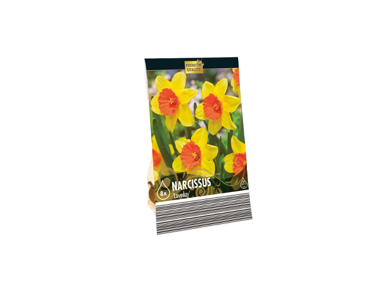 Paket 8 čebulic narcis 'Loveday' premium kakovosti, z rumenimi cvetovi in oranžnim središčem.