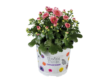 Krizantema Multiflora