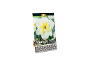 Paket čebulic narcis 'Lemon Strike' premium kakovosti, 8 čebulic velikosti 12/14 cm.