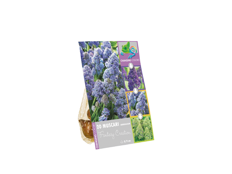 Paket 20 čebulic Muscari 'Fantasy Creation' z spreminjajočimi se barvami, 8/9 cm.