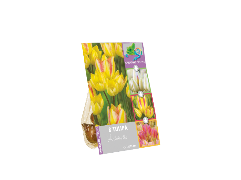 Paket 8 čebulic tulipanov 'Antoinette' z rumenimi cvetovi, ki spreminjajo barvo.