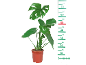 Monstera v loncu z merilno lestvico od 10 do 75 cm.