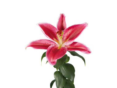 Lilija