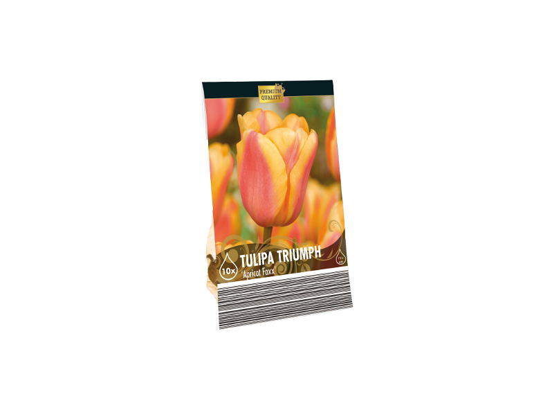 Paket čebulic tulipanov Triumph 'Apricot Foxx' vrhunske kakovosti, 10 kosov, 11+ cm.