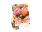 Paket čebulic tulipanov z rožnatimi in oranžnimi cvetovi, z napisom 'Lovely Combinations'.