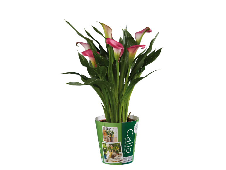 Rožna kala v loncu s pikčastimi zelenimi listi, z napisom 'Calla Zantedeschia'.