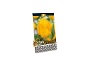 Paket semen rumenih tulipanov 'Crystal Star' z oznako 'Premium Quality'.