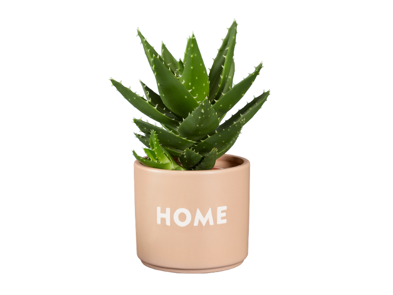 Rastlina aloe vere v bež lončku z reliefno besedo 'HOME'.