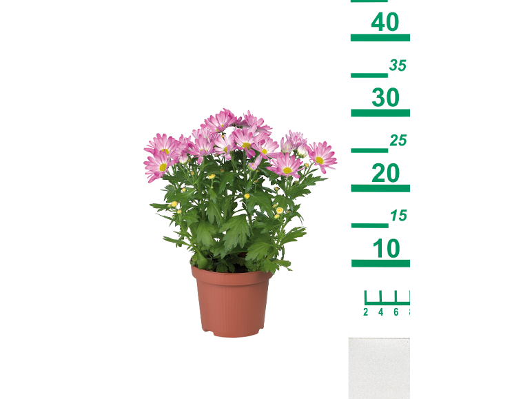 Rožnata krizantema v rjavem loncu z merilno lestvico od 10 do 40 cm.
