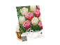 Paket 10 čebulic tulipanov, s 5 Tulipa 'Brest' in 5 Tulipa 'Mount Tacoma', z rožnatimi in belimi cvetovi.