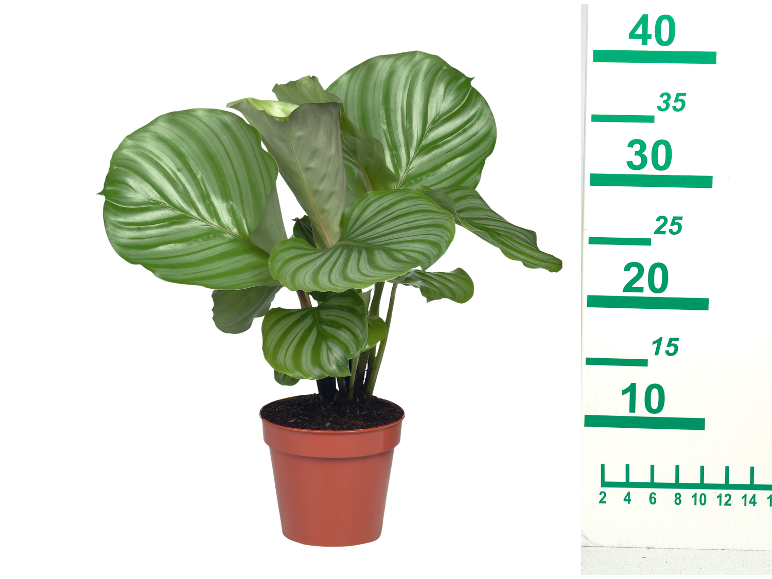 Lončnica Calathea Orbifolia z velikimi, progastimi zelenimi listi, poleg merilne lestvice.