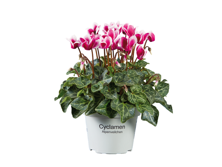 Rožnati in beli ciklamni cvetovi z zelenimi listi v beli posodi z napisom 'Cyclamen Alpenveilchen'.