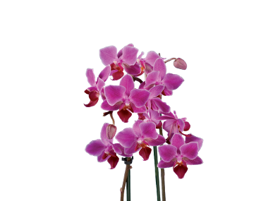 orhideja phalaenopsis