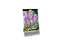 Paket čebulic Crocus vernus 'Vanguard' premium kakovosti, 15 kosov.