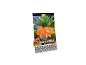 Paket semen Fritillaria imperialis 'Aurora' z oranžnimi cvetovi in zelenimi listi.