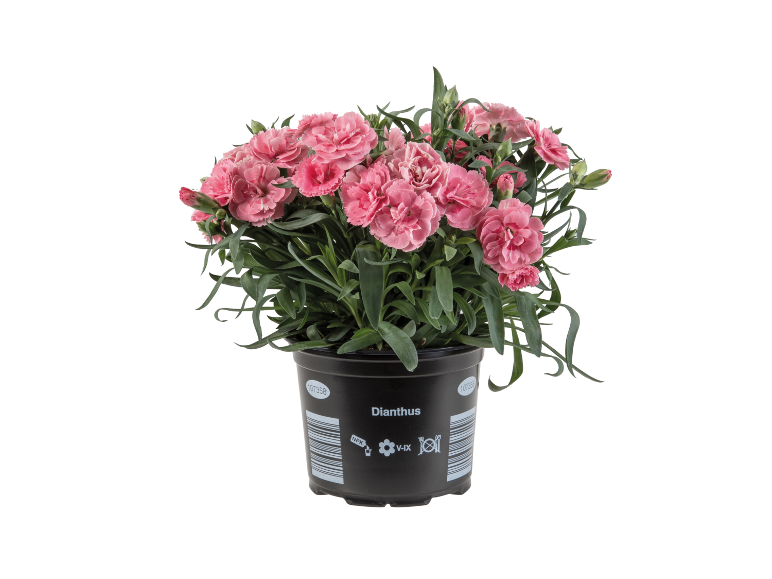 Rožna Dianthus nageljnica v črnem loncu.