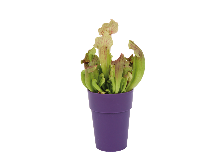 Mesojeda rastlina Sarracenia v vijoličnem lončku.