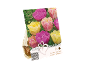Embalaža za čebulice tulipanov z barvitimi tulipani in besedilom „Premium Quality Products“.