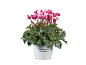 Rožnati in beli ciklamni cvetovi z zelenimi listi v beli posodi z napisom 'Cyclamen Alpenveilchen'.