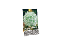 Paket čebulic Allium stipitatum 'Mount Everest' z oznako 'Premium Quality'.
