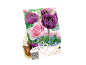 Paket čebulic tulipanov z rožnatimi in vijoličnimi cvetovi, z napisom „Lovely Combinations“.