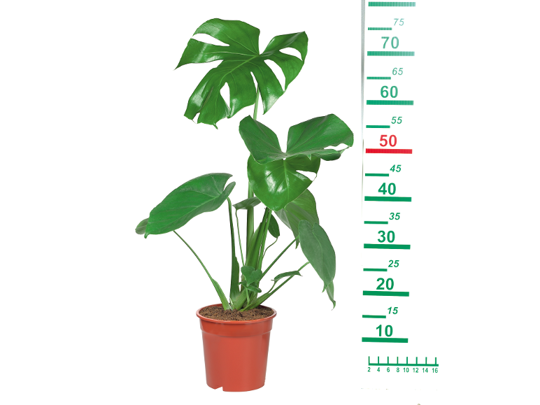 Monstera v loncu z merilno lestvico od 10 do 75 cm.