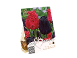 Paket čebulic tulipanov z rdečimi in črnimi cvetovi, z napisom 'Lovely Combinations'.