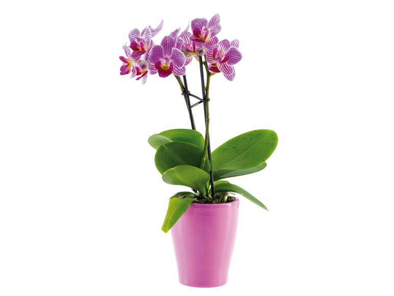 Rožnata črtasta orhideja Phalaenopsis v rožnatem loncu.