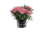 Rožna Dianthus nageljnica v črnem loncu.