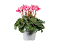 Rožna ciklama v belem loncu z napisom 'Cyclamen Alpenveilchen'.