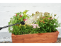Ročna pršilna šoba zaliva leseno dvignjeno gredo s papriko, zelišči in cvetjem.