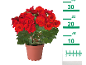 Rdeča begonija v loncu z merilno lestvico od 2 do 30 cm.