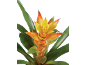 Bromelija z oranžnimi in rumenimi ovršnimi listi ter zelenimi listi na črnem ozadju.