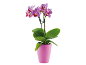 Rožnata črtasta orhideja Phalaenopsis v rožnatem loncu.