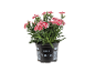 Rastlina Dianthus z rdeče-belimi cvetovi v črnem loncu.