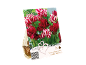 Paket čebulic tulipanov sort Flaming Club in Night Club, z napisom „Lovely Combinations“.