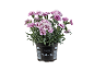 Rastlina Dianthus nagelj v črnem loncu z rožnatimi in belimi cvetovi.