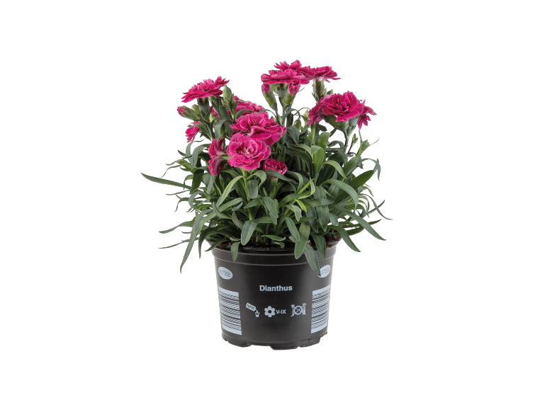 Rastlina Dianthus s fuksija cvetovi v črnem loncu s črtno kodo.