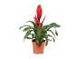 Rdeča bromelija v terakotnem loncu.