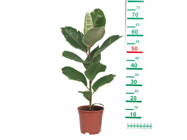 Pisana gumijevka v rjavem loncu z merilno lestvico od 10 do 75 cm