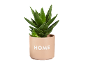 Rastlina aloe vere v bež lončku z reliefno besedo 'HOME'.