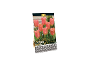 Paket čebulic tulipanov 'Beauty Queen' premium kakovosti, 8 čebulic 11+ cm.