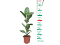 Gumovec v loncu z merilno lestvico od 10 do 90 cm