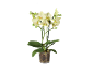 Kremna orhideja Phalaenopsis v prozornem loncu z zelenimi listi.