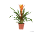 Bromelija v loncu z zelenimi listi in oranžno-rumenim cvetom.