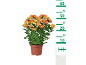 Oranžna krizantema v rjavem loncu z merilno lestvico od 10 do 40 cm.