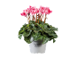 Rožna ciklama v belem loncu z napisom 'Cyclamen Alpenveilchen'.