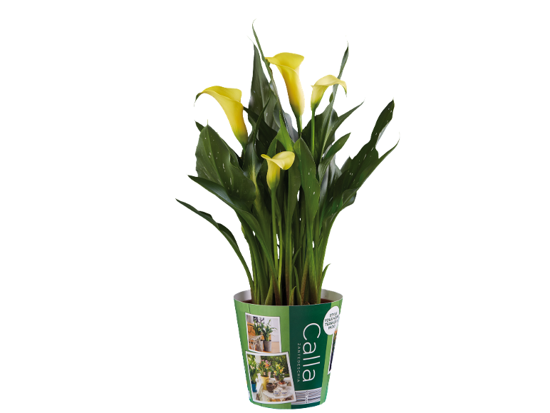 Rumena kala v zelenem loncu z napisom 'Calla Zantedeschia' in slikami stila.