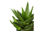 Zelena rastlina aloe vere z belimi bodicami na črnem ozadju.